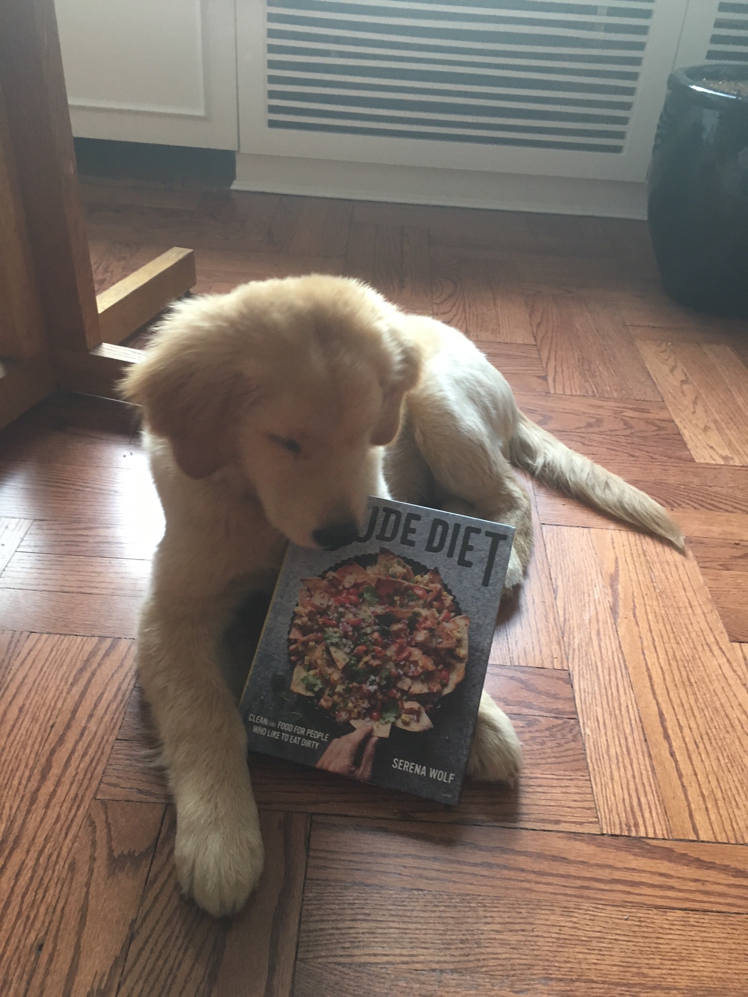 dude-diet-puppy